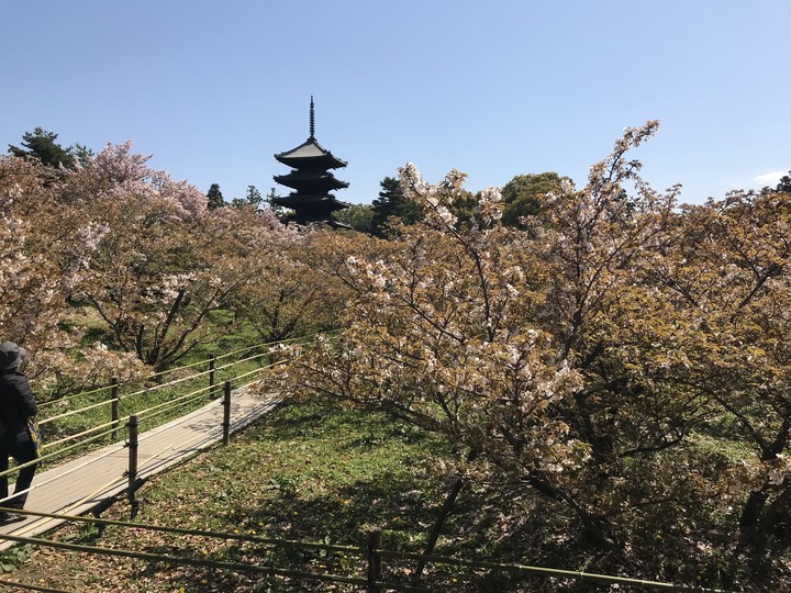日本/香川和關西廣域/1人自由行/8天7夜(Day5)