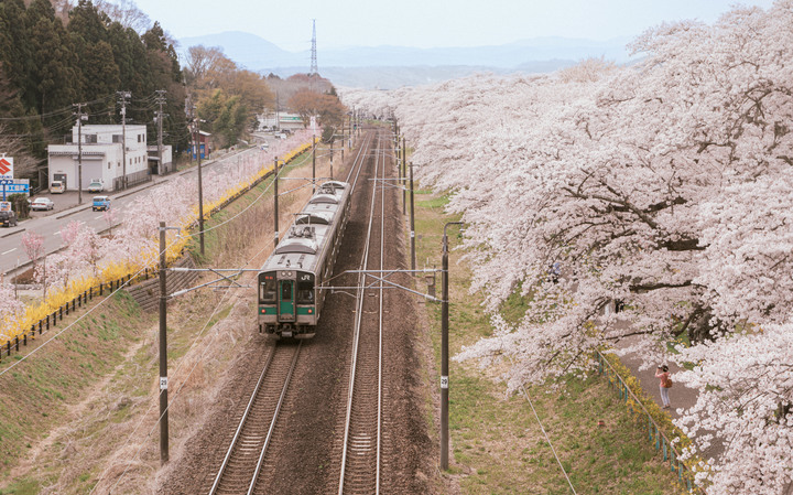 日本櫻花季｜東京、東北宮城一目千本櫻【Nikon Zfc】
