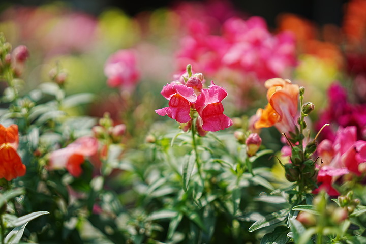 Sigma 50mm f/2 DG DN Contemporary 評測報告｜不讓 Art 專美於前 ‧ I series 力搏上位！