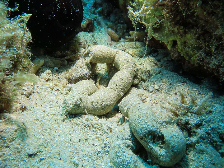 【水下閃燈練習】很久沒交作業了，趁著清明連假趕緊下水拍拍，找回水感