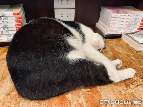 加班被店貓欽點!下秒「100頁簡報全歸零」他目睹悲劇慘飆國罵