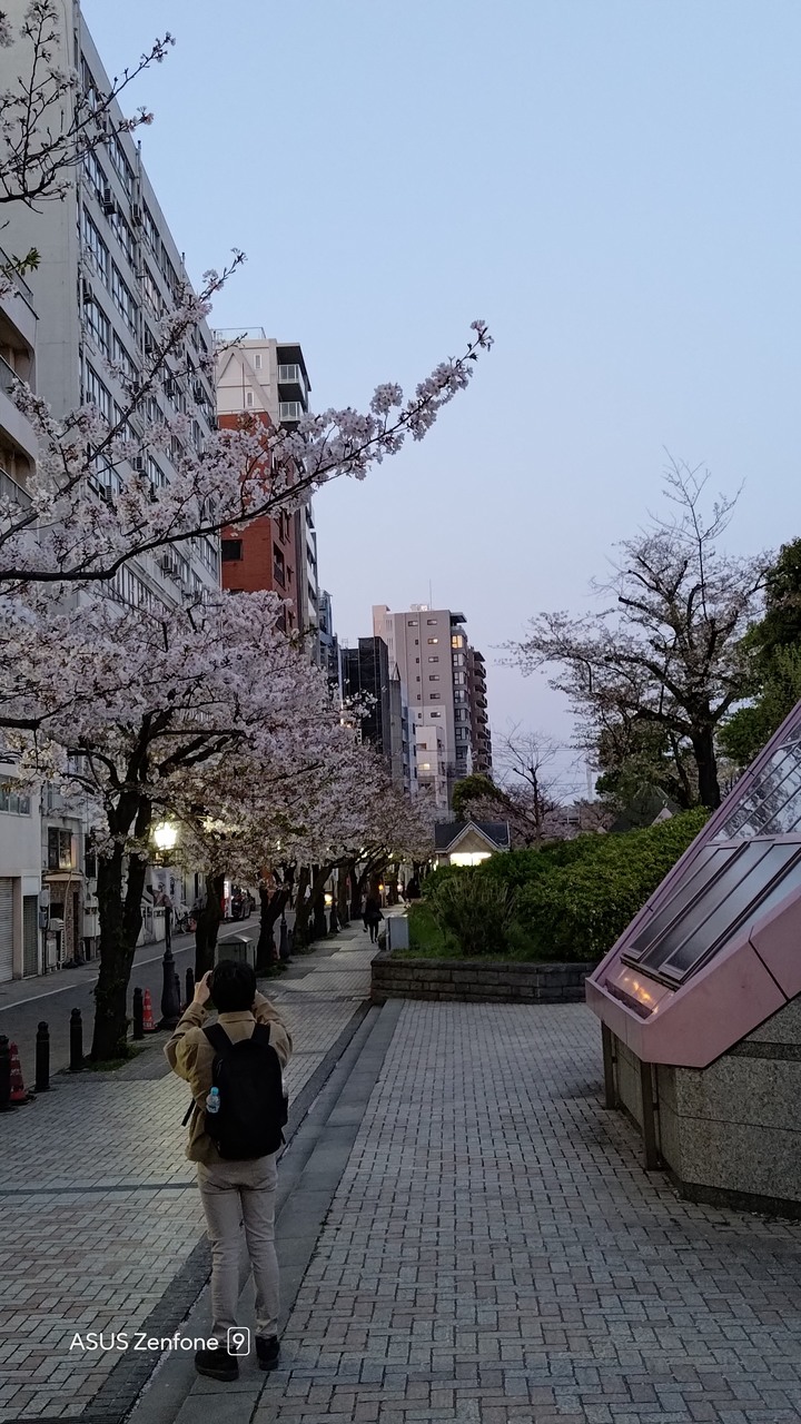 東京賞櫻之旅with zenfone 9