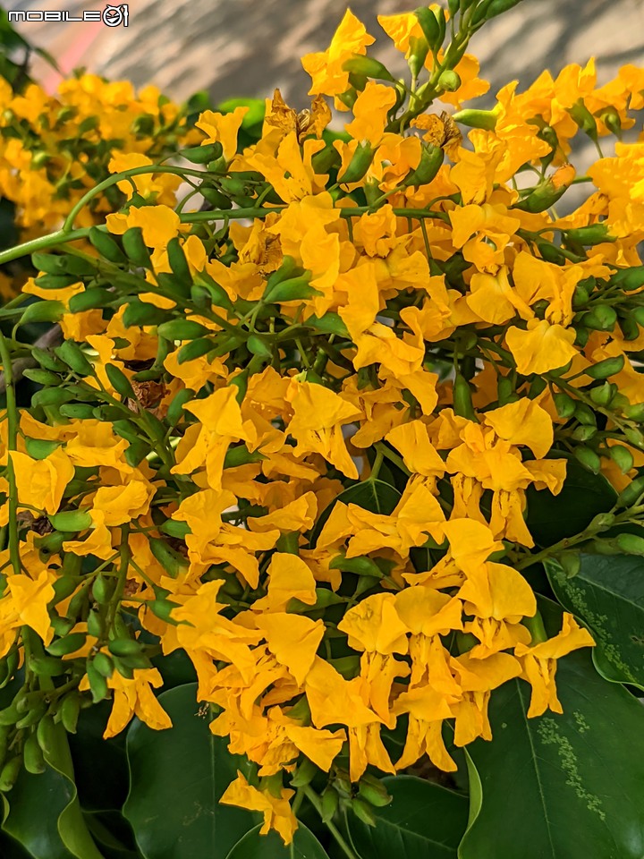 印度紫檀+西印度醋栗 台南市安平區湖濱水鳥公園 04/24