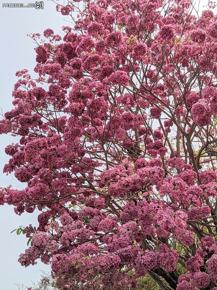 粉紅風鈴木+石斛蘭 台南市南區竹溪街 04/23