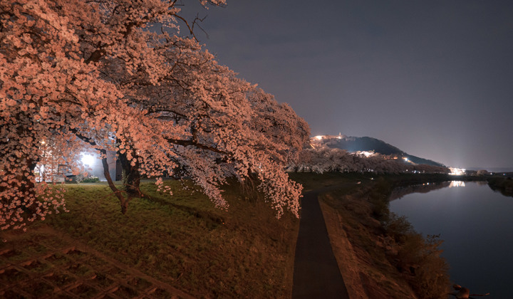 日本櫻花季｜東京、東北宮城一目千本櫻【Nikon Zfc】