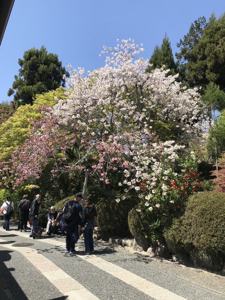 日本/香川和關西廣域/1人自由行/8天7夜(Day5)