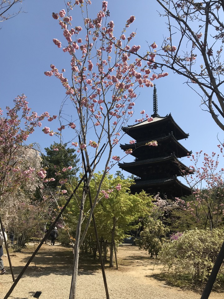 日本/香川和關西廣域/1人自由行/8天7夜(Day5)