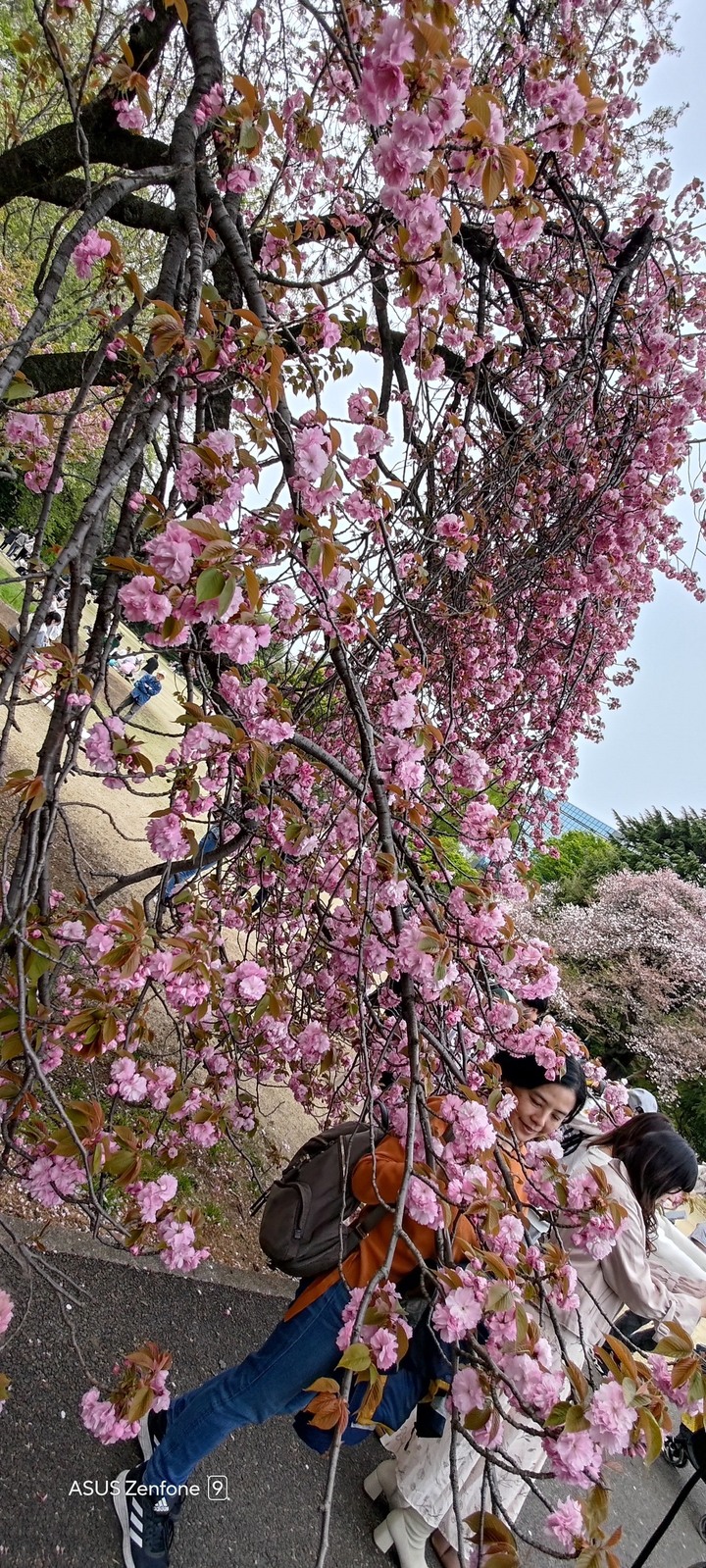 東京賞櫻之旅with zenfone 9