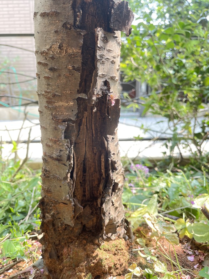 櫻花樹壞了還有救嗎？