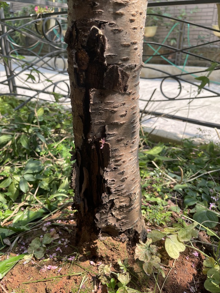 櫻花樹壞了還有救嗎？