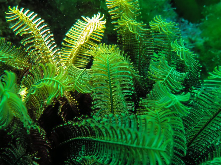 【水下閃燈練習】很久沒交作業了，趁著清明連假趕緊下水拍拍，找回水感