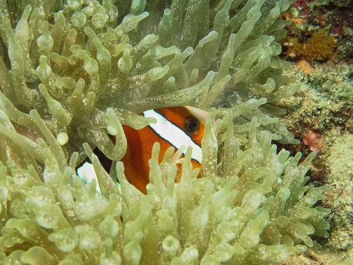 【水下閃燈練習】很久沒交作業了，趁著清明連假趕緊下水拍拍，找回水感