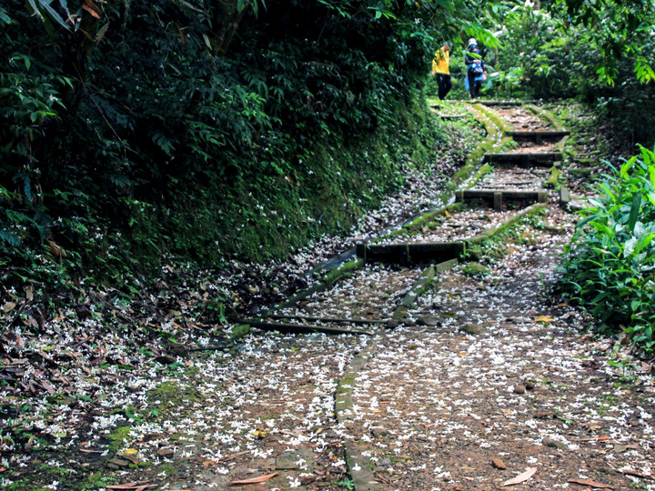 基隆七堵瑪陵山區油桐花盛開！4/15連六場百元小旅行報名中
