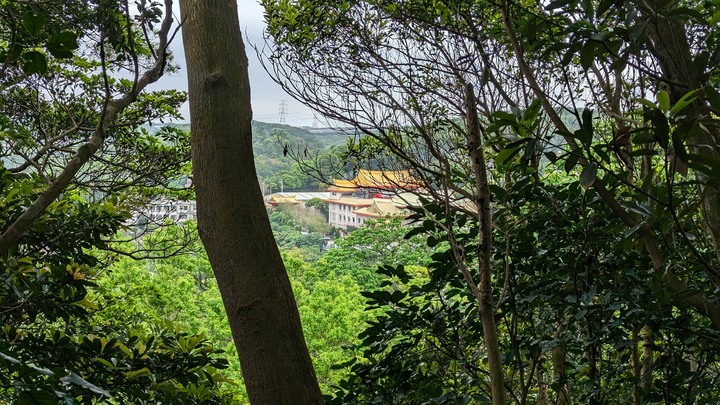 在四月底看五月雪 - 大坑桐花步道 & 桃林鐵路自行車步道一日遊