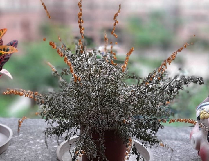 救救我的金雀花