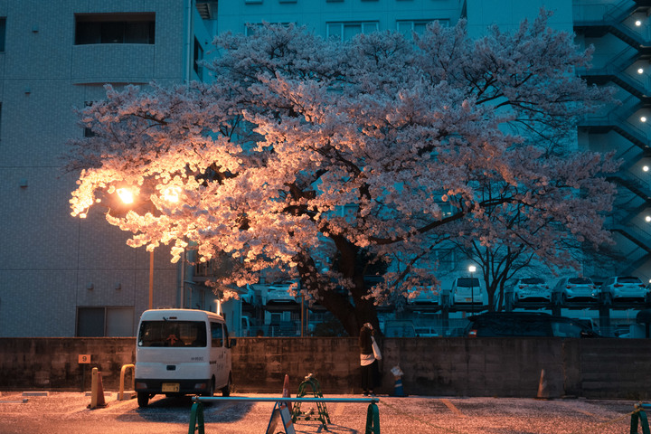 日本櫻花季｜東京、東北宮城一目千本櫻【Nikon Zfc】