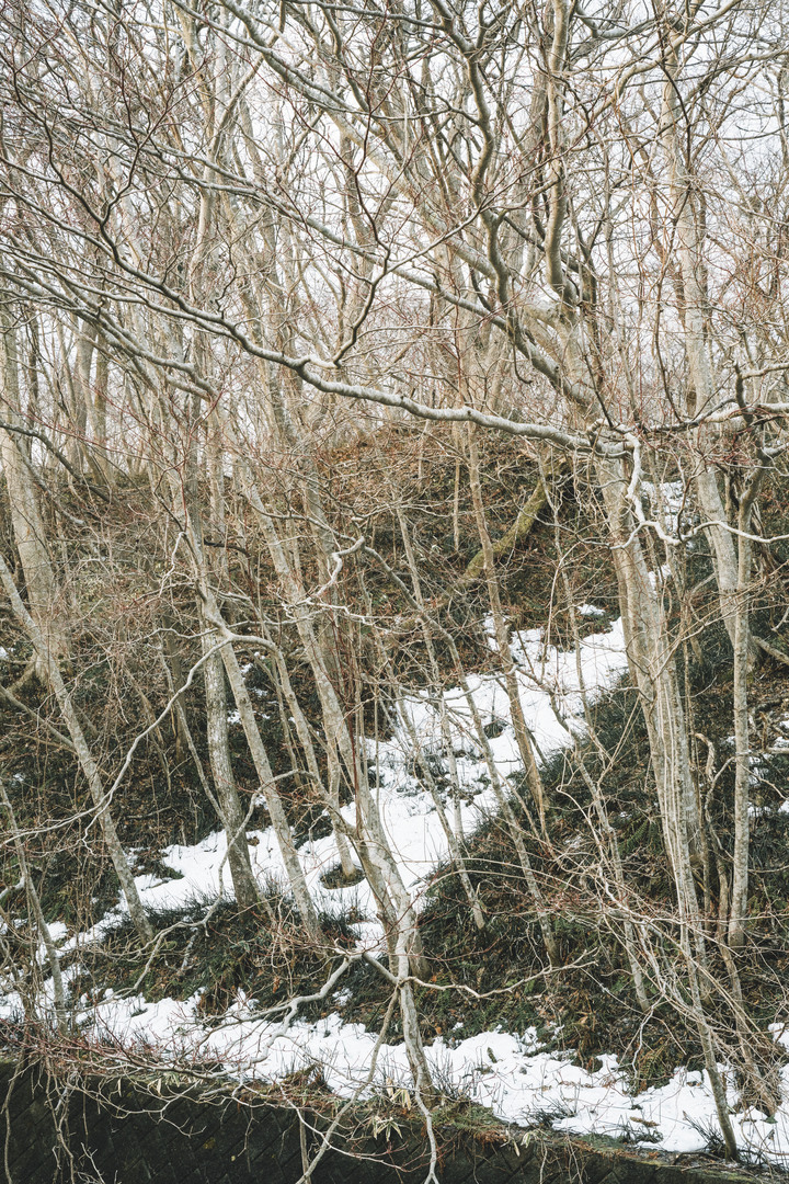 3月的北海道，雪要融不融的跟團行