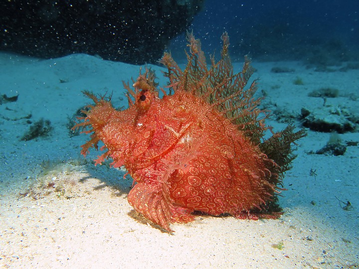【水下閃燈練習】很久沒交作業了，趁著清明連假趕緊下水拍拍，找回水感