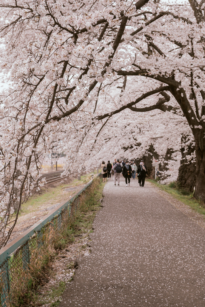 日本櫻花季｜東京、東北宮城一目千本櫻【Nikon Zfc】