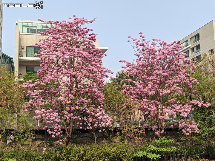 粉紅風鈴木+石斛蘭 台南市南區竹溪街 04/23