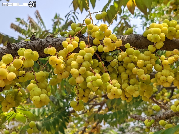 印度紫檀+西印度醋栗 台南市安平區湖濱水鳥公園 04/24