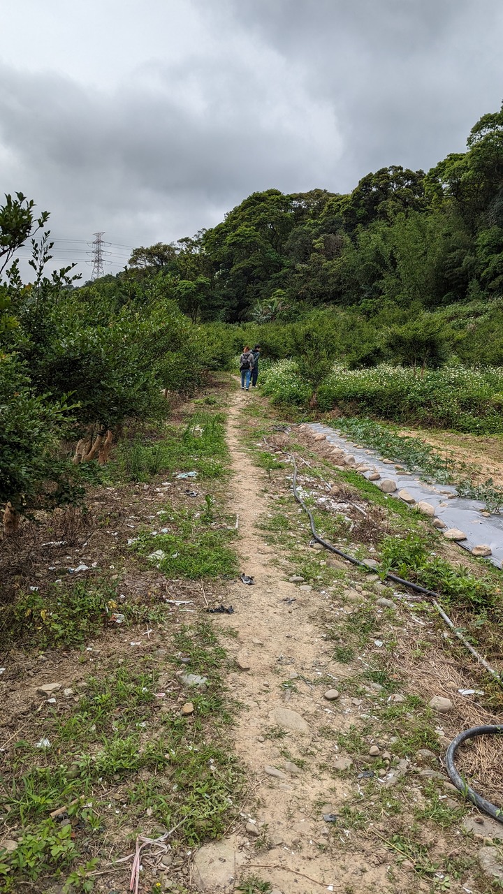 在四月底看五月雪 - 大坑桐花步道 & 桃林鐵路自行車步道一日遊