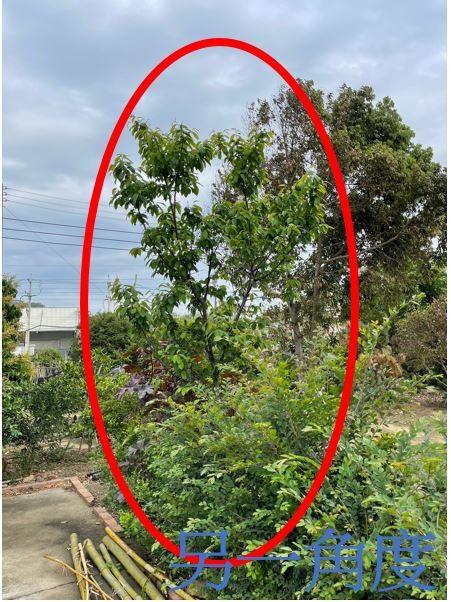 山櫻花修剪請益