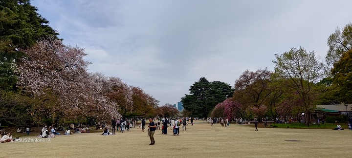 東京賞櫻之旅with zenfone 9