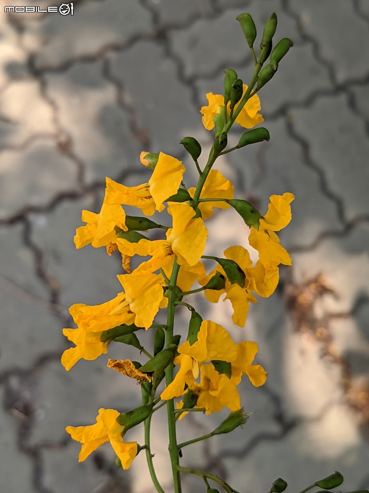 印度紫檀+西印度醋栗 台南市安平區湖濱水鳥公園 04/24