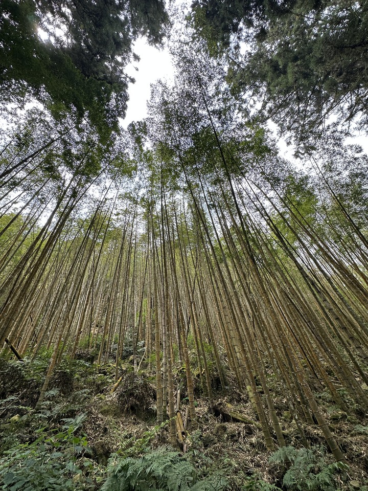 走訪杉林溪步道