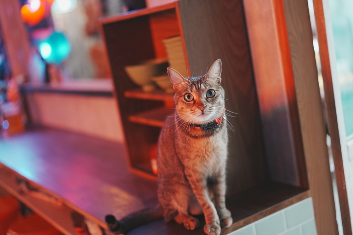 Sigma 50mm f/2 DG DN Contemporary 評測報告｜不讓 Art 專美於前 ‧ I series 力搏上位！