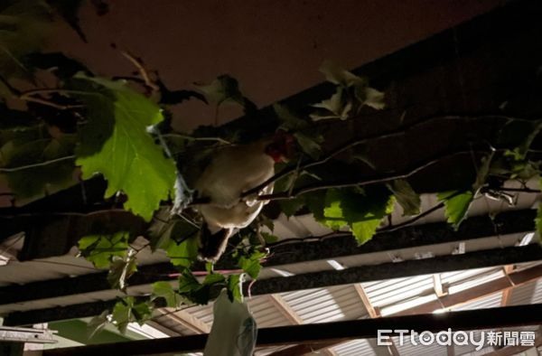 夜晚撿蛋蛋「見樹上有大白屁股母雞」主人笑:我又沒有要吃你