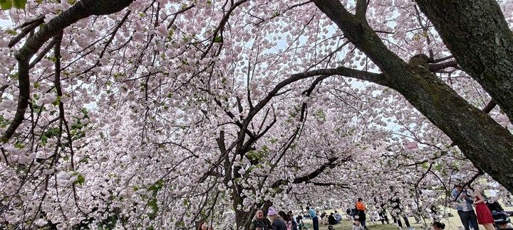 東京賞櫻之旅with zenfone 9