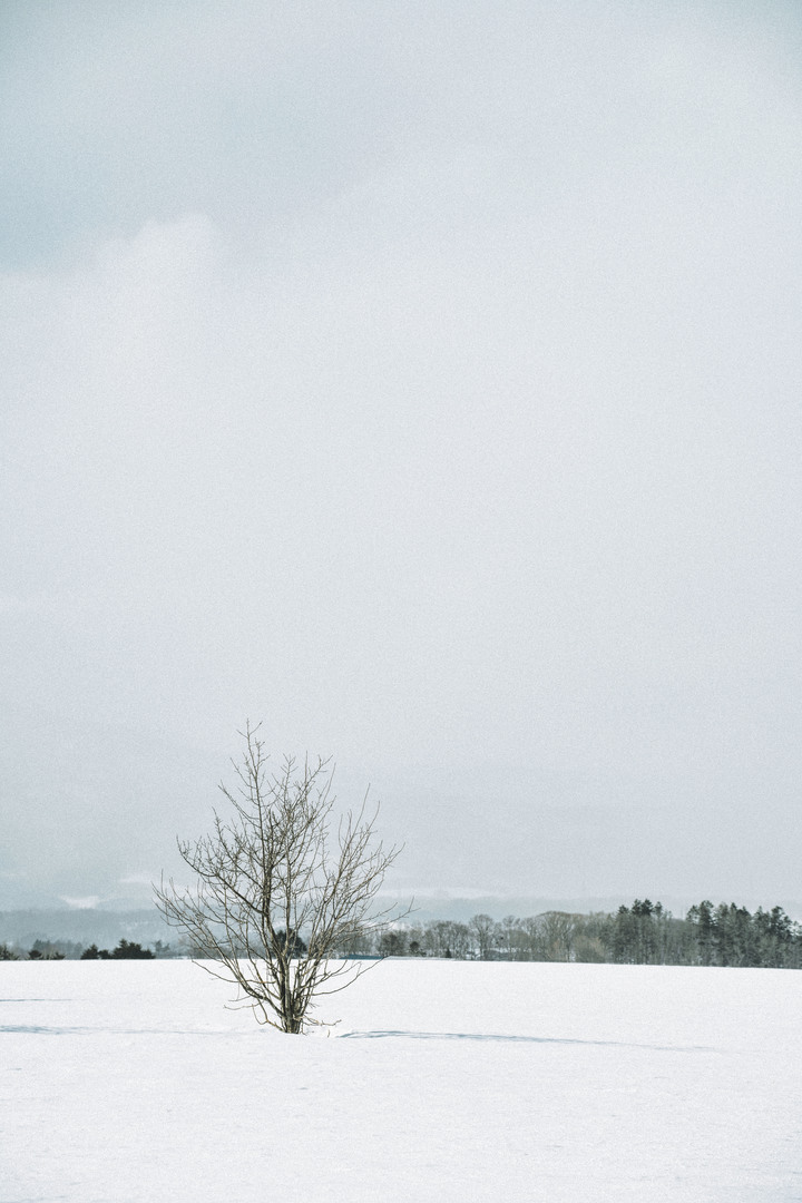 3月的北海道，雪要融不融的跟團行