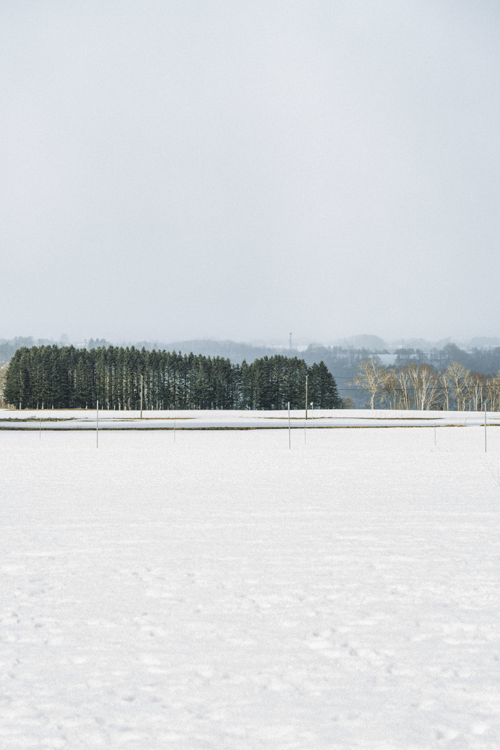 3月的北海道，雪要融不融的跟團行