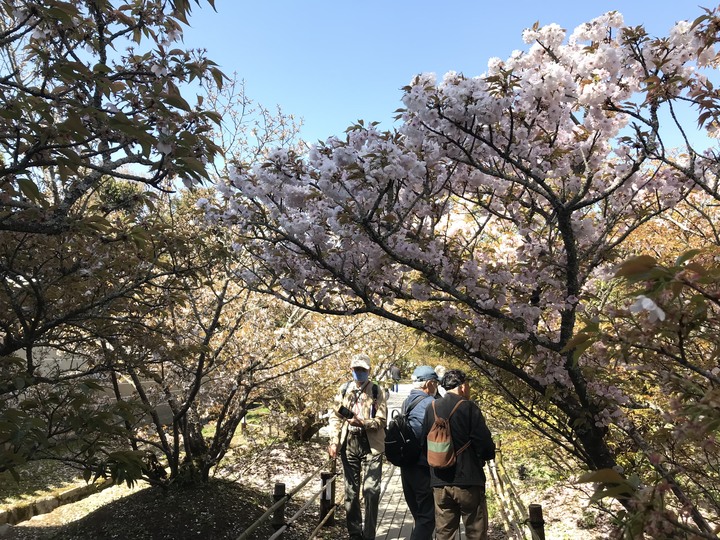 日本/香川和關西廣域/1人自由行/8天7夜(Day5)