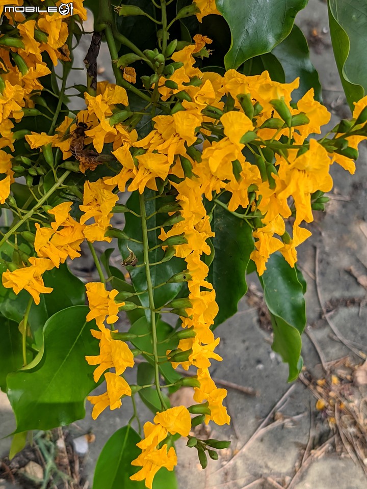 印度紫檀+西印度醋栗 台南市安平區湖濱水鳥公園 04/24