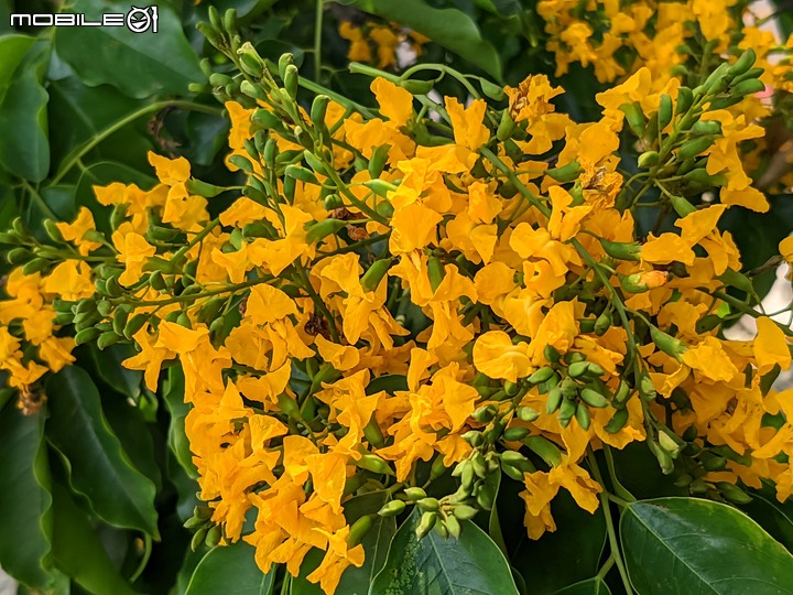 印度紫檀+西印度醋栗 台南市安平區湖濱水鳥公園 04/24