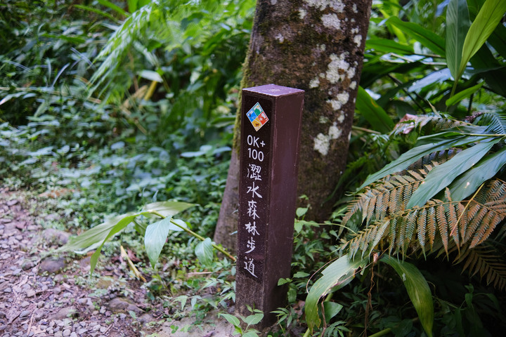 【澀水森林步道】南投魚池鄉秘境 | 有如走入侏儸紀公園場景