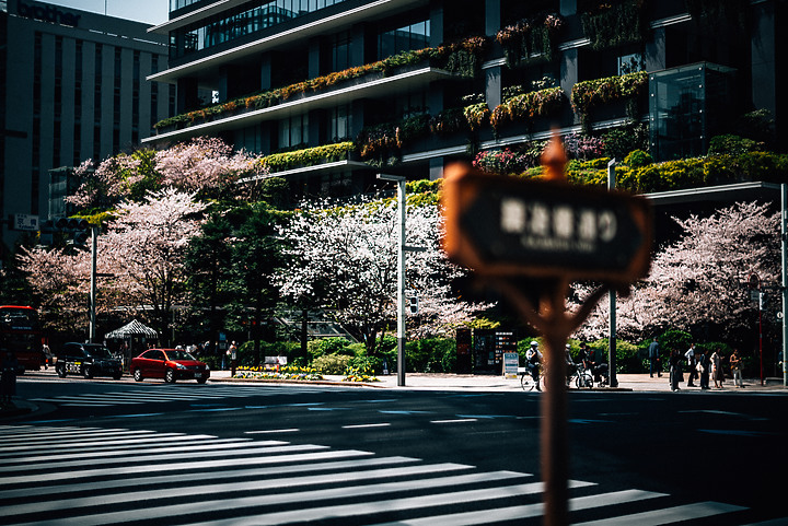 『分享』一機一鏡東京花季隨寫 by Noctilux-M 1:1.2/50mm ASPH.