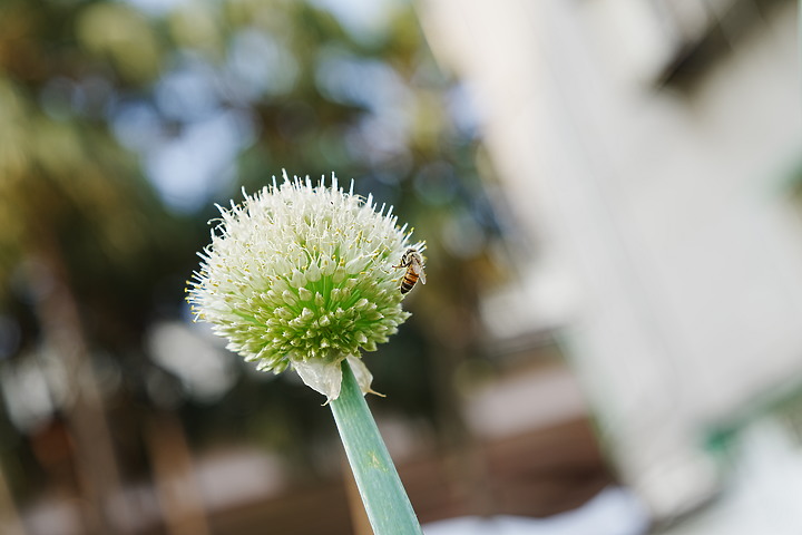 Sigma 50mm f/2 DG DN Contemporary 評測報告｜不讓 Art 專美於前 ‧ I series 力搏上位！