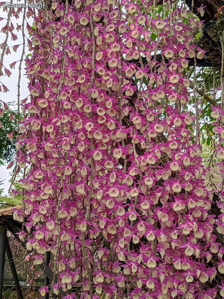 粉紅風鈴木+石斛蘭 台南市南區竹溪街 04/23