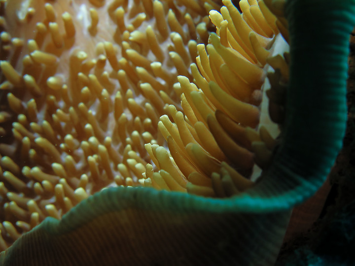 【水下閃燈練習】很久沒交作業了，趁著清明連假趕緊下水拍拍，找回水感