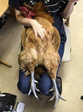養到狗狗雞?寵物雞翻肚肚「躺大腿討摸」軟爛模樣狂吸15萬粉絲