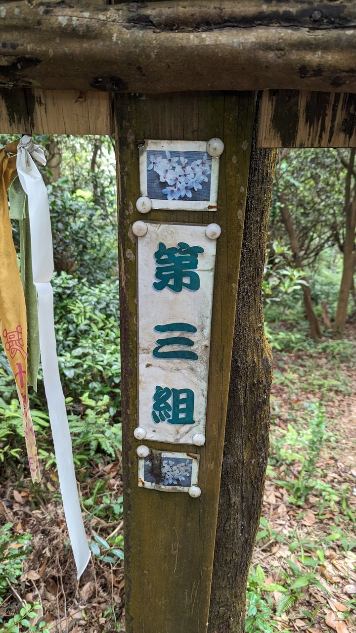 在四月底看五月雪 - 大坑桐花步道 & 桃林鐵路自行車步道一日遊