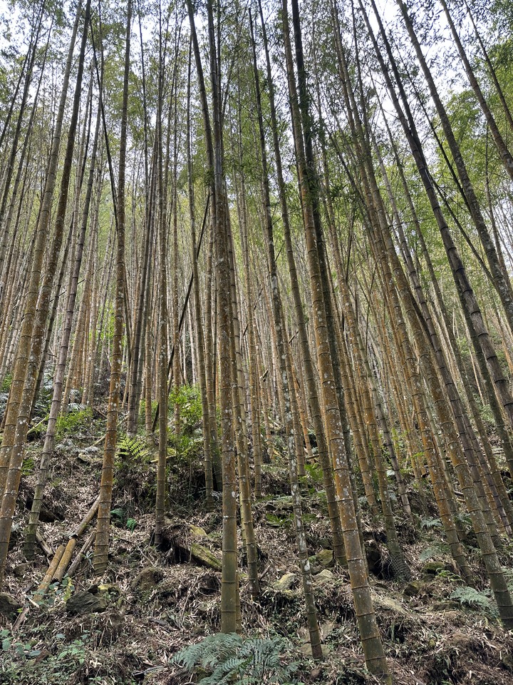 走訪杉林溪步道