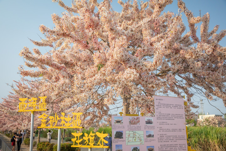 久違的國華街美食、金砂社區盛開的花旗木、宛如立於海上的「生命之樹」藝術造景