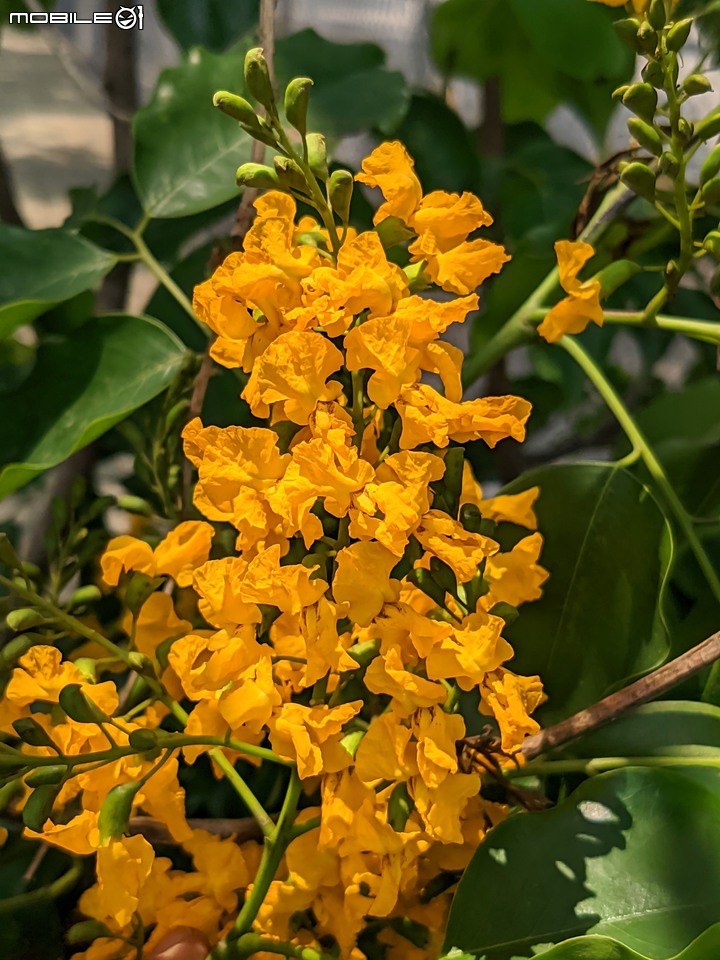 印度紫檀+西印度醋栗 台南市安平區湖濱水鳥公園 04/24