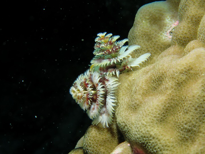 【水下閃燈練習】很久沒交作業了，趁著清明連假趕緊下水拍拍，找回水感