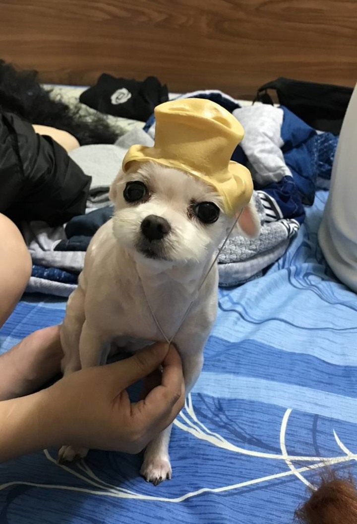 破解無穀飼料迷思